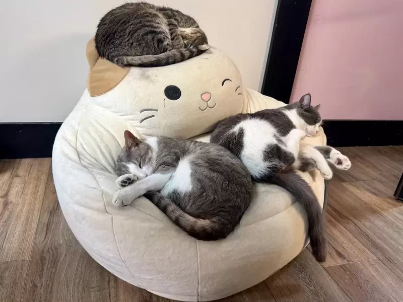  Nap time at the Beans Cat Café. 
