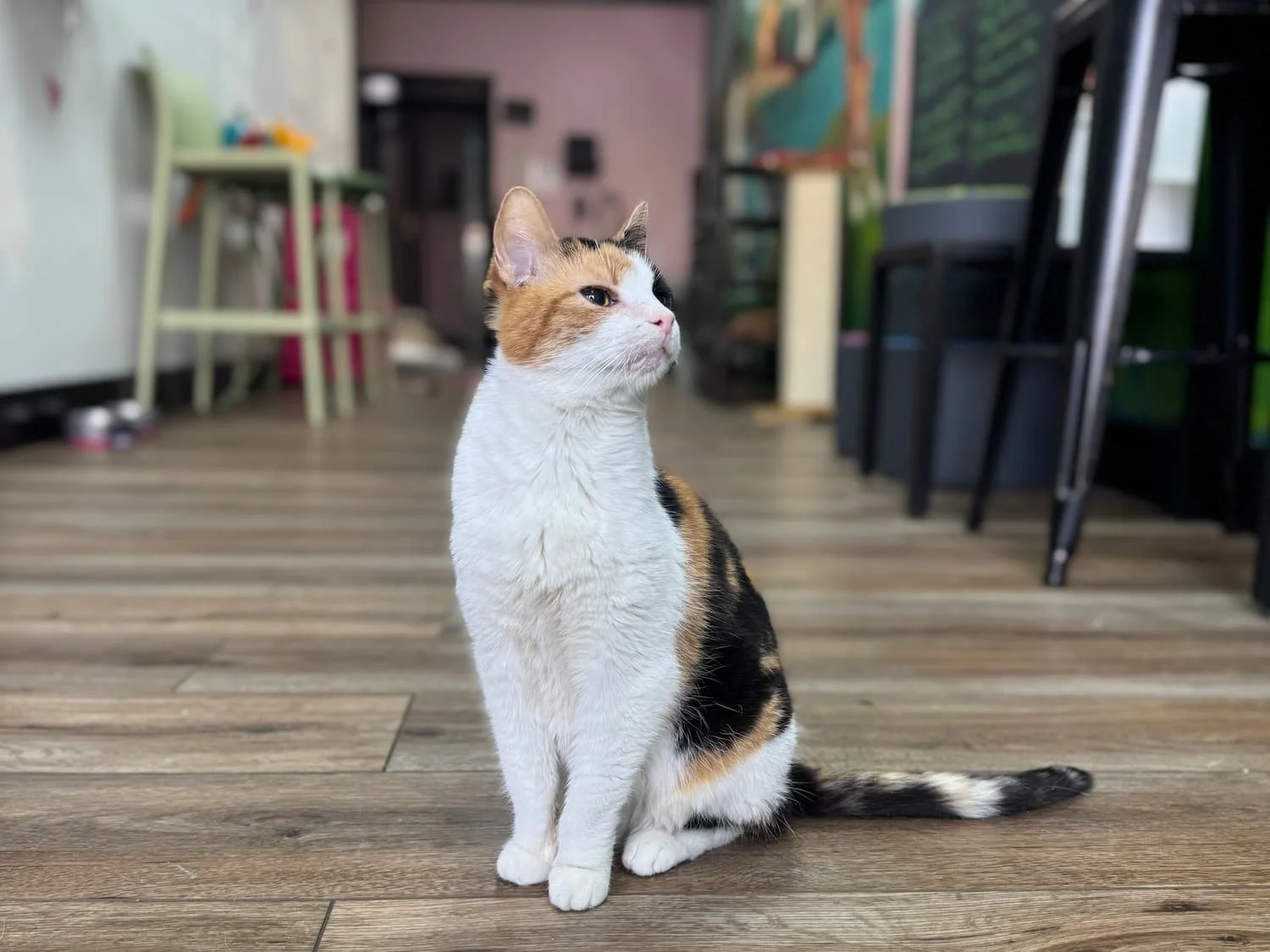 An Essential Pet Care Guide To Beacon