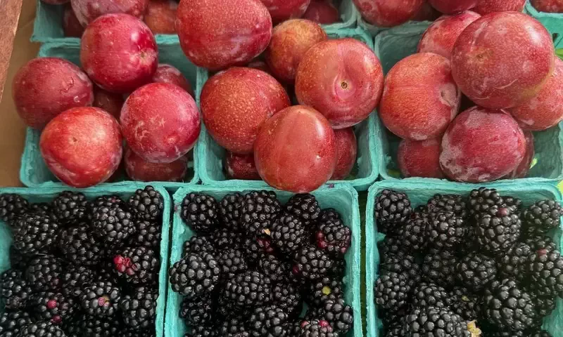  Beacon Farmers Market. Every Sunday, 10 AM to 2 PM. 