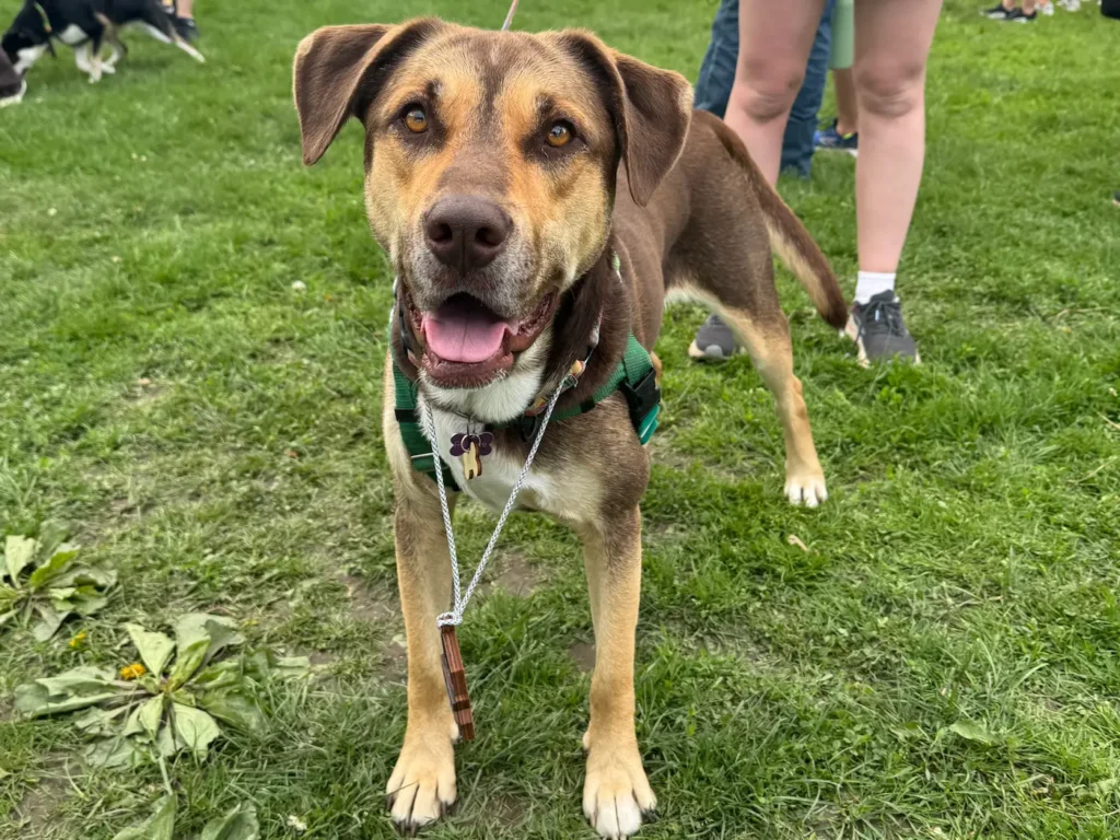 A tan and dark brown medium sized dog looks into the camera in a park with its owner's legs in the background.
