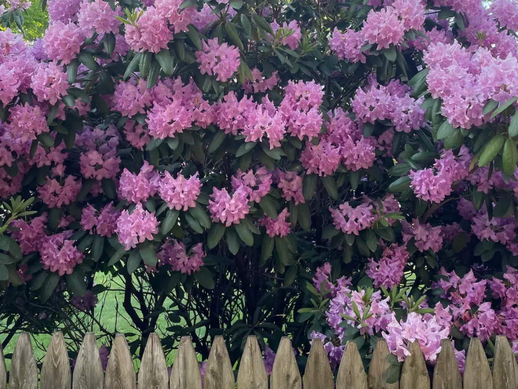 A photo is filled with light pink flowers on a bush, with a wooden fence in front of them.